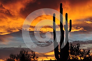 Arizona Desert Sunrise
