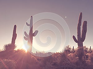 Arizona desert sunrise, saguaro cactus tree