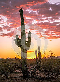 Arizona desert sunset with beautiful saguaro cactus