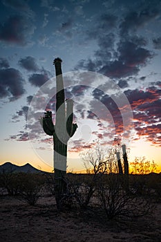 Arizona desert sunset with beautiful saguaro cactus.