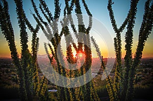 Arizona desert sunset bush