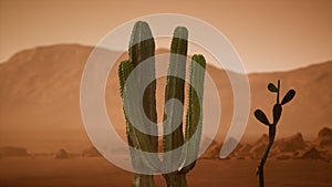 Arizona desert sunset with giant saguaro cactus