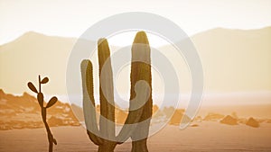 Arizona desert sunset with giant saguaro cactus