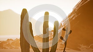 Arizona desert sunset with giant saguaro cactus