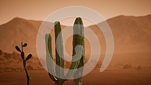 Arizona desert sunset with giant saguaro cactus