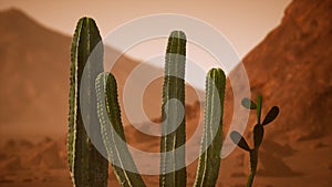 Arizona desert sunset with giant saguaro cactus