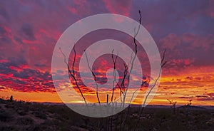 Arizona Desert Sunset Landscape