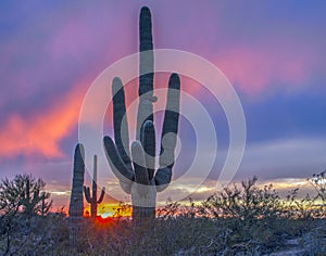 Arizona desert sunset with saguaro cactus.