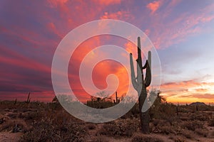 Arizona desert sunset with Saguaro Cactus