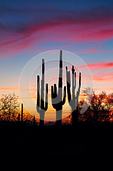Arizona desert sunset with Saguaro Cactus