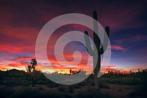 Arizona desert sunset and Saguaro cactus silhouette