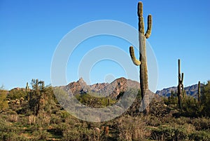 Arizona desert terrain. photo