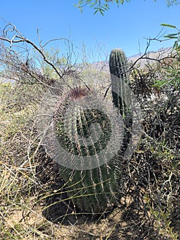 Arizona Desert Wild Barrel Cactus  Vegatation Plant Foliage Nature  Blue Sky Scene Nature Photography photo