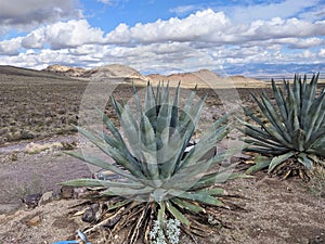 Arizona Desert in the winter, along Oldest Part of Route 66