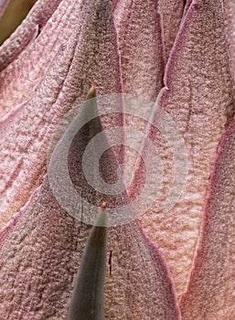 Close-up, Yucca plant leaves covering blooms