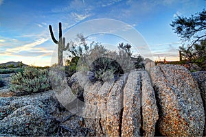 Arizona Desertscape