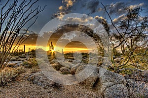 Arizona Desertscape