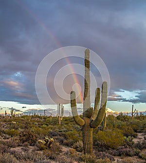 Arizona Desert Rainbow with Saguaro cactus in foreground