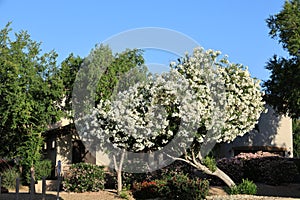 White oleander in Full Bloom In Arizona Spring photo