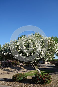 White Oleander or Nerium Oleander with soft white flowers in Spring photo