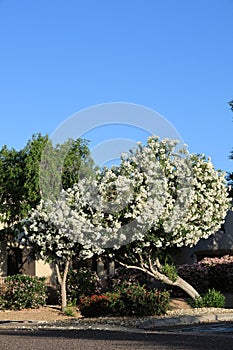 White Oleander or Nerium Oleander with soft white flowers in Spring photo
