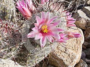 Arizona Fishhook Pincushion cactus flowering