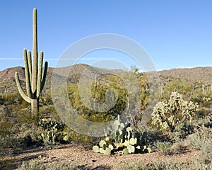 Arizona Foliage