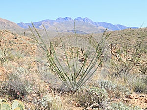 Arizona, Four Peaks Wilderness: Ocotillos or Vine Cacti