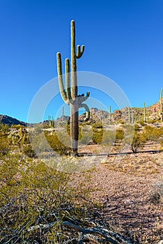 Arizona , giant cactus Saguaro cactus Carnegiea gigantea against the blue sky, USA photo