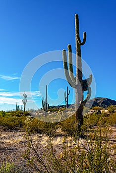 Arizona , giant cactus Saguaro cactus Carnegiea gigantea against the blue sky, USA photo