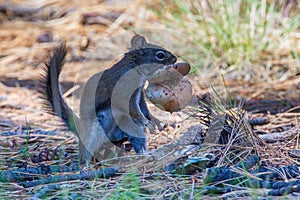 Arizona Gray Squirrel