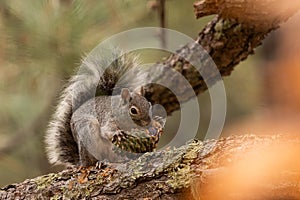 Arizona Gray Squirrel eating pine nuts