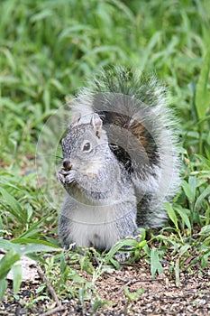 Arizona gray squirrel (Sciurus arizonensis)
