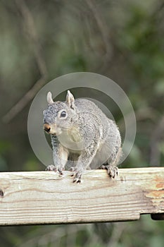 Arizona Gray Squirrel (Sciurus arizonensis)