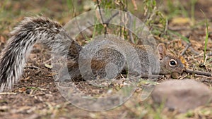 Arizona Grey Squirrel caching an acorn