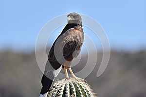 Arizona Harris Hawk