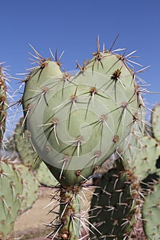 Arizona: A Heart-shaped Prickly Pear Cactus Leaf