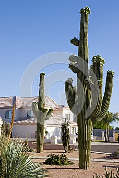 Arizona Home and Saguaro