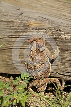 Arizona Horned Toad