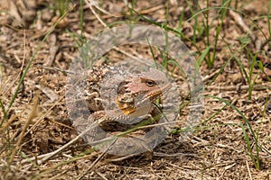 Arizona Horned Toad Lizard