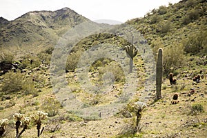 Arizona landscape in morning sun