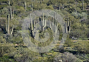 Arizona landscape with Saguaro Cactus