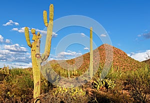 Arizona landscape with Saguaros