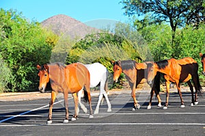 Arizona Landscape with Salt River Wild Horses