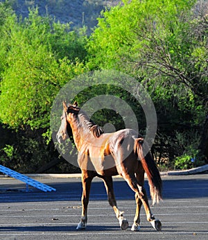 Arizona Landscape with Salt River Wild Horses