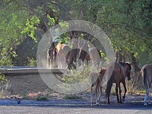 Arizona Landscape with Salt River Wild Horses