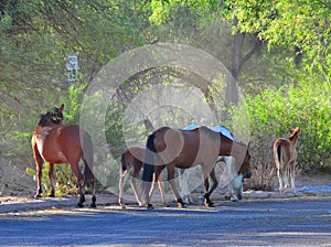 Arizona Landscape with Salt River Wild Horses