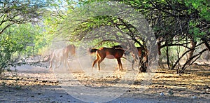 Arizona Landscape with Salt River Wild Horses