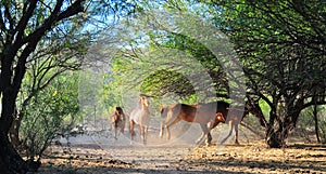 Arizona Landscape with Salt River Wild Horses