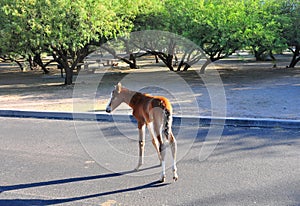 Arizona Landscape with Salt River Wild Horses